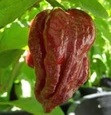 Moruga Scorpion Pepper Vegetable Seeds for Planting - 100 pcs